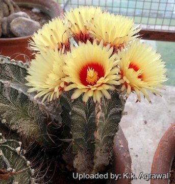 Astrophytum capricorne cv. Kigan Taiho Gyoku