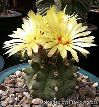 Astrophytum hybrid KIKKO-CA V type (A. myriostigma cv. Kikko x A ...