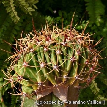 Ferocactus histrix
