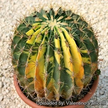 Ferocactus histrix
