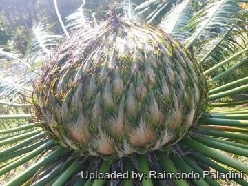 Cycas siamensis