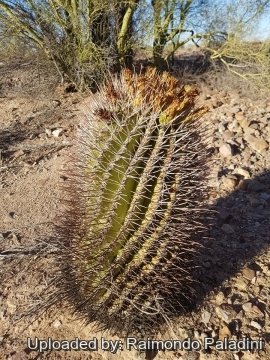 Ferocactus emoryi