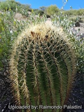 Ferocactus cylindraceus subs. eastwoodiae