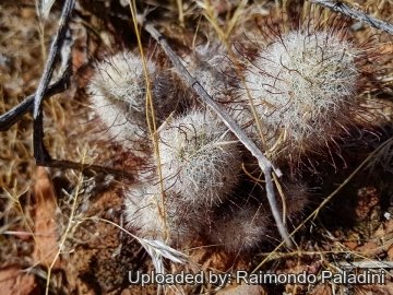 Mammillaria grahamii
