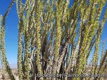 Fouquieria splendens
