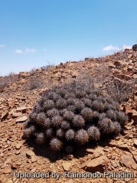 Copiapoa desertorum