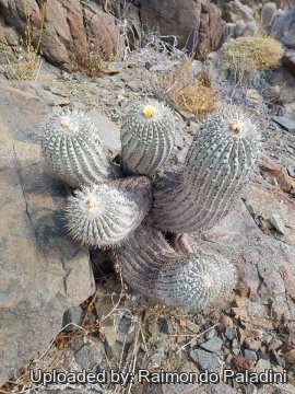 Copiapoa cinerea var. albispina