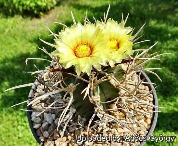 Astrophytum capricorne var. crassispinum cv. Taiho-gyoku