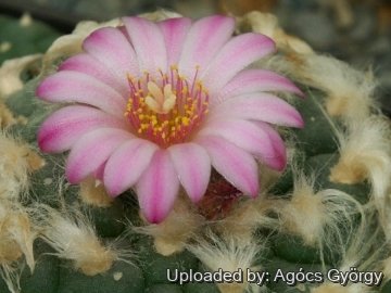 Lophophora williamsii var. jourdaniana