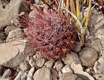 Ferocactus hamatacanthus