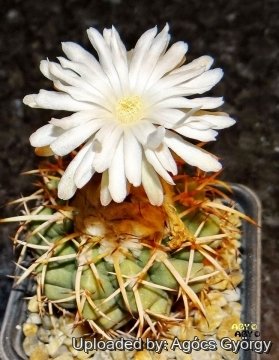 Discocactus pachythele