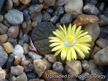 Lithops hookeri var. subfenestrata C021 TL: 15 km SSW of Prieska, South Africa