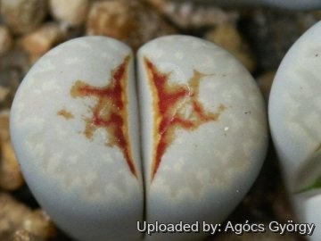 Lithops julii cv. Hot Lips