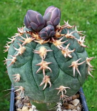 Gymnocalycium spegazzinii var. unguispinum