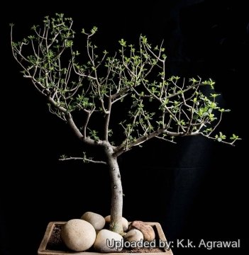 Bursera microphylla