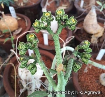 Euphorbia echinulata