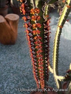 Euphorbia vulcanorum