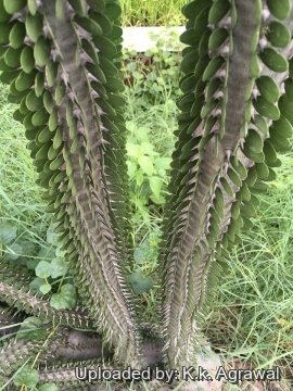 Alluaudia procera