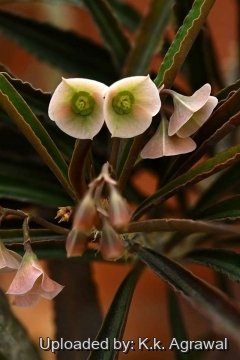 Euphorbia waringiae