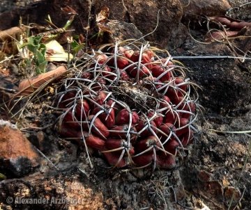 Discocactus silicicola