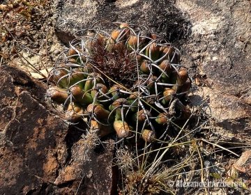 Discocactus silicicola