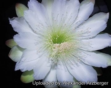 Cereus stenogonus