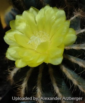Parodia magnifica