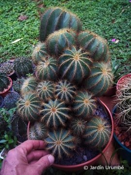 Parodia magnifica
