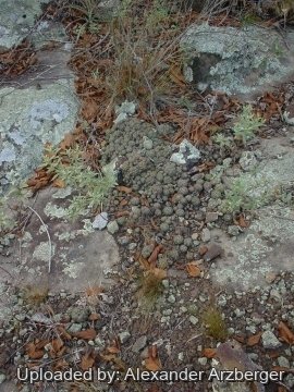 Gymnocalycium paraguayense f. fleischerianum