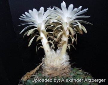 Discocactus mamillosus
