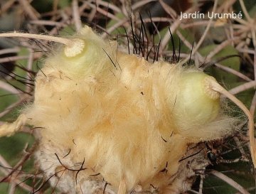 Discocactus placentiformis