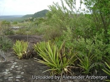Aechmea distichantha