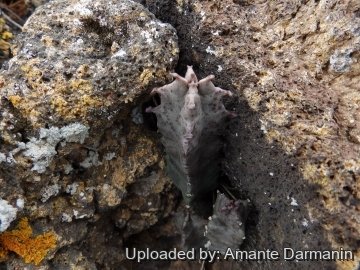 Caralluma burchardii