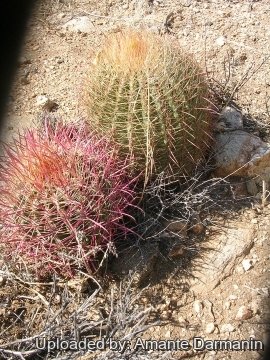 Ferocactus cylindraceus