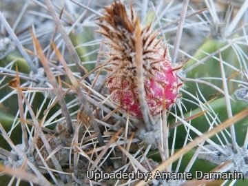Ferocactus flavovirens