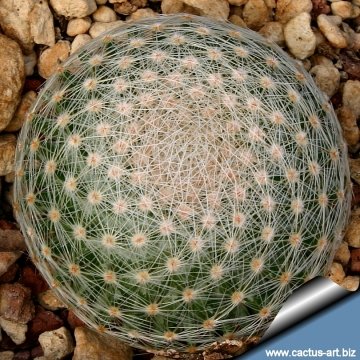 Mammillaria lenta