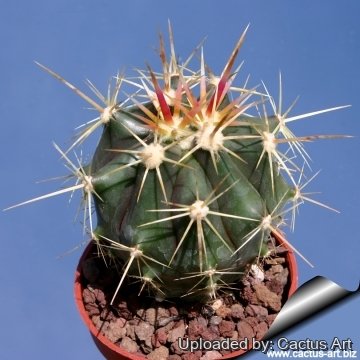 Ferocactus pottsii