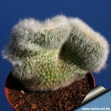 Cleistocactus strausii f. cristata