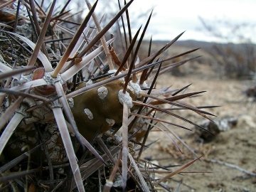Maihueniopsis darwinii