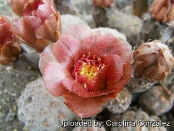 Pterocactus araucanus