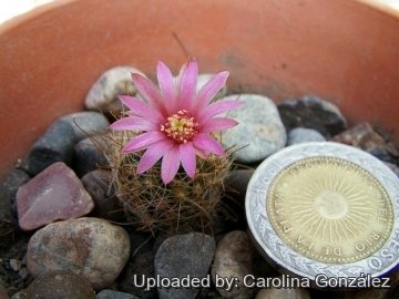 Mammillaria zeilmanniana