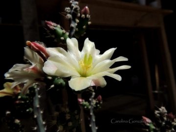 Austrocylindropuntia salmiana