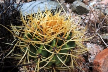 Denmoza rhodacantha