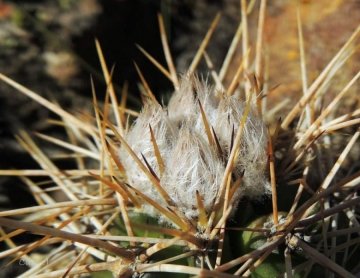 Austrocactus longicarpus