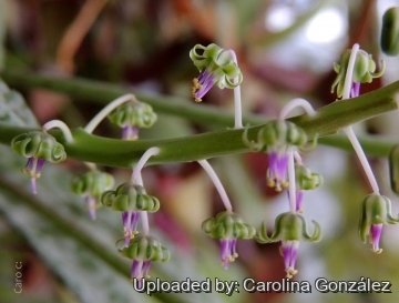 Ledebouria socialis