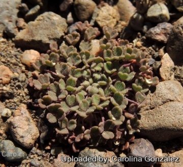 Oxalis compacta