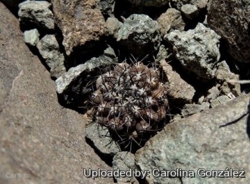 Eriosyce heinrichiana