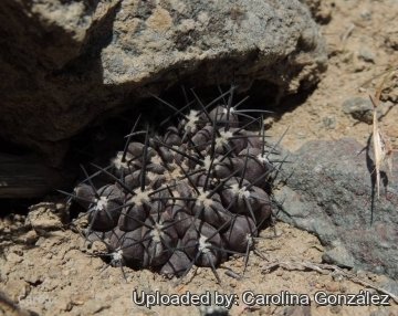 Eriosyce heinrichiana