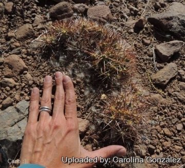 Maihueniopsis conoidea