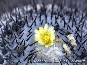 Copiapoa cinerea subs. columna-alba